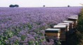 /album/api-e-il-loro-miele/a47384-418807777241-714087241-5485698-5005840-n-jpg/